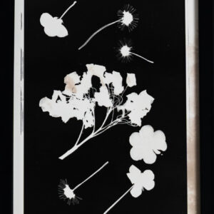 Hadeel Al Refaae - Dried Flowers
